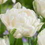 Шоу-бокс Тюльпан махровый 10/11 (5х30шт)