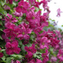 Клематис Abundance