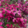 Клематис Abundance