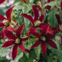 Клематис Glorious Red