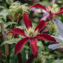 Клематис Glorious Red