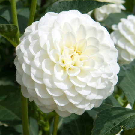 Георгина помпонная White Aster