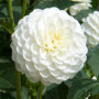 Георгина помпонная White Aster