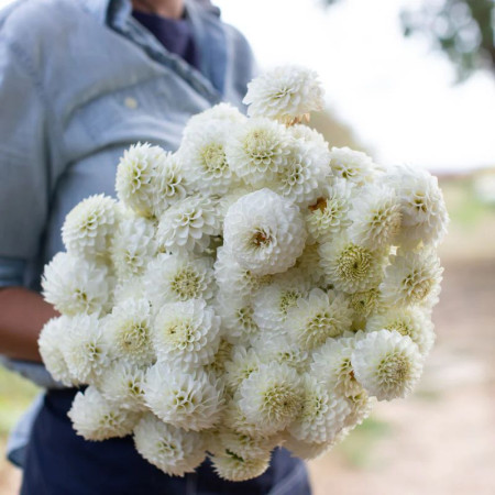 Георгина помпонная White Aster