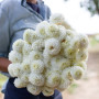 Георгина помпонная White Aster