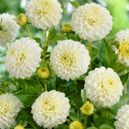 Георгина помпонная White Aster