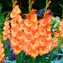 Гладиолус Flaming Sunset 8/10 опт