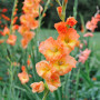 Гладиолус Flaming Sunset 8/10 опт