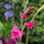 Гладіолус hybrid Summer Jewel 10/12 опт