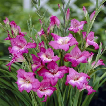 Гладіолус hybrid Summer Jewel 10/12 опт