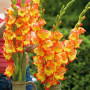 Гладиолус Princess Margaret Rose 8/10 опт
