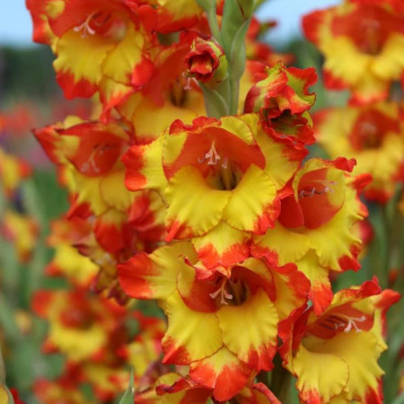 Гладиолус Princess Margaret Rose 8/10 опт