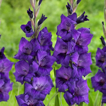 Гладиолус Purple Flora 10/12 опт