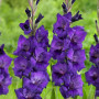 Гладиолус Purple Flora 10/12 опт