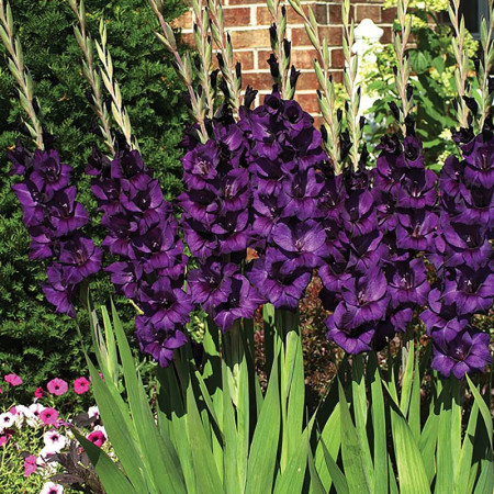 Гладиолус Purple Flora 10/12 опт