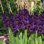 Гладиолус Purple Flora 10/12 опт