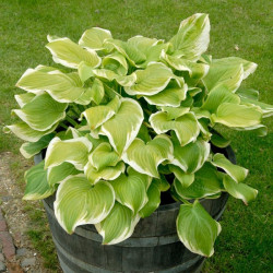 Хоста Fragrant Bouquet
