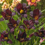Лилейник Black Emanuelle