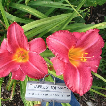 Лилейщик Charles Johnston
