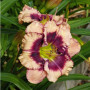 Лилейник Crystal Pinot