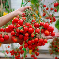 Семена Томат Поцелуй Герани 25шт, СМ