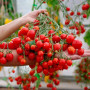 Семена Томат Поцелуй Герани 25шт, СМ