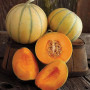 Семена Дыня Шаранта 20 шт., СМ