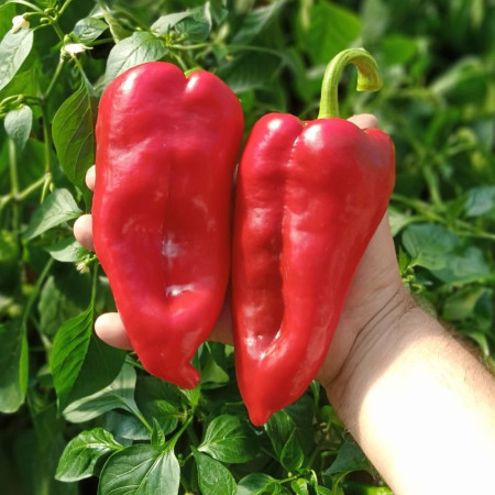 Семена Перец сладкий Пловдивская копия 30 шт