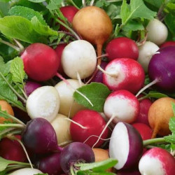 Семена Редис Пасхальное яйцо 3г СМ