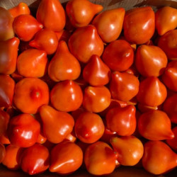 Семена Томат Большая Скала 20 шт., СМ