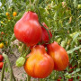 Семена Томат Инжир розовый 15 шт (от коллекционера)