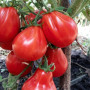 Семена Томат Трюфель красный 15 шт (от коллекционера)