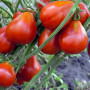 Семена Томат Трюфель красный 15 шт (от коллекционера)