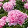 Півонія Pink Parfait 3/5