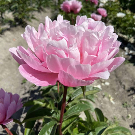 Півонія Pink Parfait 3/5