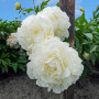 Пион Puffed Cotton 3/5