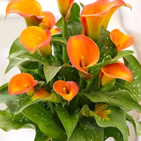 Калла Orange Art 14/16