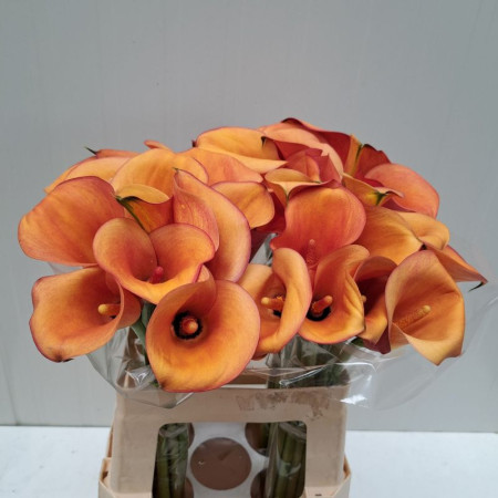 Калла Orange Art 14/16