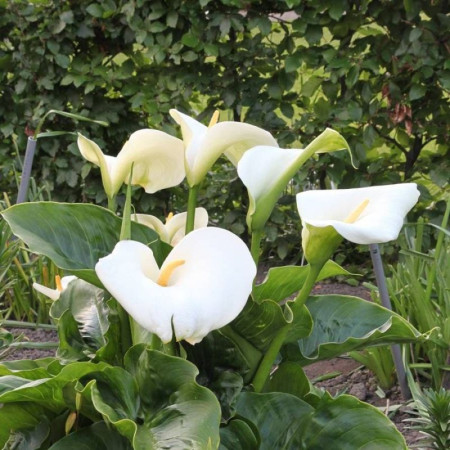 Калла White Mambo 16/18