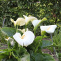 Калла White Mambo 16/18