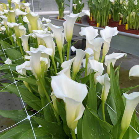Калла White Mambo 16/18