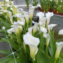 Калла White Mambo 16/18