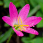 Зефирантес rosea (розовый) опт