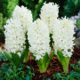 Гиацинт White Pearl 14/15