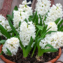 Гиацинт White Pearl 14/15