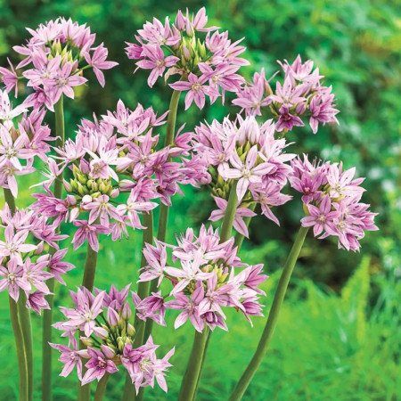 Аллиум декоративный Unifolium Eros 5/+