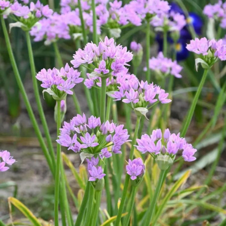 Аллиум декоративный Unifolium Eros 5/+