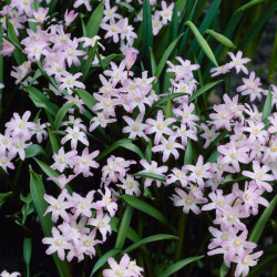Хіонодокса forbesii Pink Giant 4/5