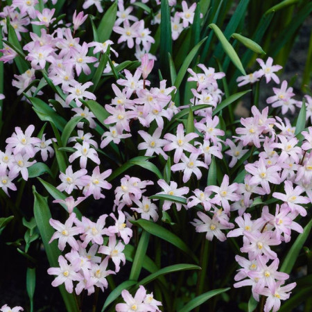 Хіонодокса forbesii Pink Giant 4/5