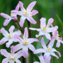 Хіонодокса forbesii Pink Giant 4/5